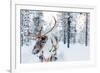 Reindeer in a Winter Forest in Finnish Lapland-BlueOrange Studio-Framed Photographic Print