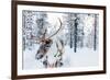 Reindeer in a Winter Forest in Finnish Lapland-BlueOrange Studio-Framed Photographic Print