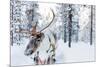 Reindeer in a Winter Forest in Finnish Lapland-BlueOrange Studio-Mounted Photographic Print