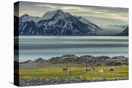 Reindeer in Svalbard,Norway-Art Wolfe-Stretched Canvas