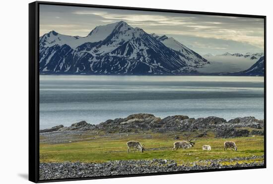 Reindeer in Svalbard,Norway-Art Wolfe-Framed Stretched Canvas