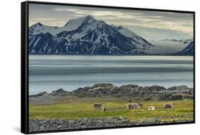 Reindeer in Svalbard,Norway-Art Wolfe-Framed Stretched Canvas