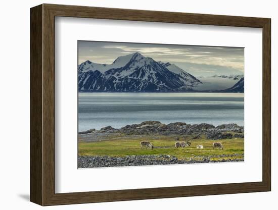 Reindeer in Svalbard,Norway-Art Wolfe-Framed Photographic Print