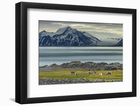 Reindeer in Svalbard,Norway-Art Wolfe-Framed Photographic Print