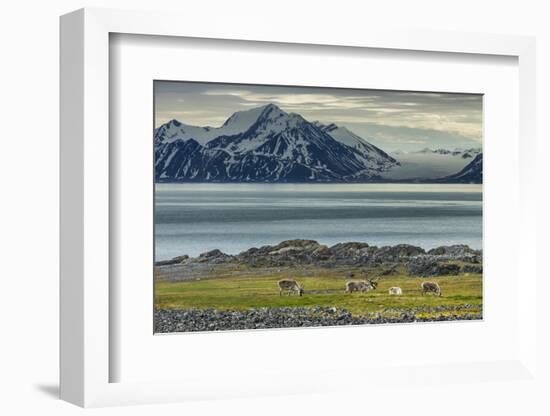 Reindeer in Svalbard,Norway-Art Wolfe-Framed Photographic Print