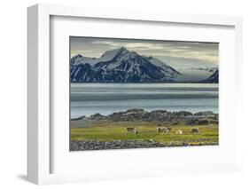 Reindeer in Svalbard,Norway-Art Wolfe-Framed Photographic Print