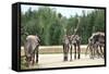 Reindeer - Kings of the Road in Lapland, Scandinavia-1photo-Framed Stretched Canvas