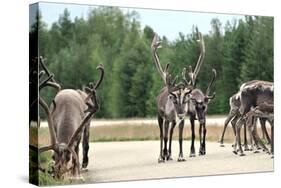 Reindeer - Kings of the Road in Lapland, Scandinavia-1photo-Stretched Canvas