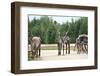 Reindeer - Kings of the Road in Lapland, Scandinavia-1photo-Framed Photographic Print