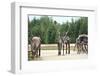 Reindeer - Kings of the Road in Lapland, Scandinavia-1photo-Framed Photographic Print