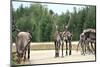 Reindeer - Kings of the Road in Lapland, Scandinavia-1photo-Mounted Photographic Print