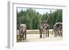 Reindeer - Kings of the Road in Lapland, Scandinavia-1photo-Framed Photographic Print