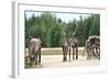 Reindeer - Kings of the Road in Lapland, Scandinavia-1photo-Framed Photographic Print