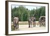 Reindeer - Kings of the Road in Lapland, Scandinavia-1photo-Framed Photographic Print