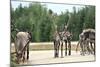 Reindeer - Kings of the Road in Lapland, Scandinavia-1photo-Mounted Photographic Print