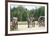 Reindeer - Kings of the Road in Lapland, Scandinavia-1photo-Framed Photographic Print