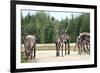 Reindeer - Kings of the Road in Lapland, Scandinavia-1photo-Framed Photographic Print