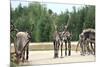 Reindeer - Kings of the Road in Lapland, Scandinavia-1photo-Mounted Photographic Print