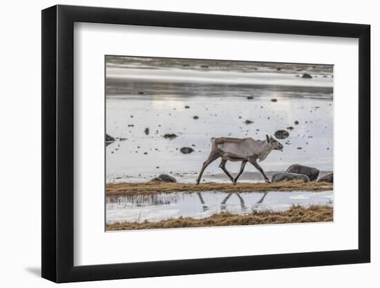 Reindeer Living in the Wild on Iceland on the Beach with Reflection in the Shallow Water-Niki Haselwanter-Framed Photographic Print