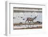 Reindeer Living in the Wild on Iceland on the Beach with Reflection in the Shallow Water-Niki Haselwanter-Framed Photographic Print