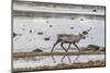 Reindeer Living in the Wild on Iceland on the Beach with Reflection in the Shallow Water-Niki Haselwanter-Mounted Photographic Print