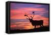 Reindeer Male at Sunset with Hard Antlers-null-Framed Stretched Canvas