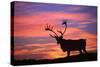Reindeer Male at Sunset with Hard Antlers-null-Stretched Canvas