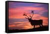 Reindeer Male at Sunset with Hard Antlers-null-Framed Stretched Canvas