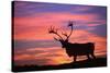 Reindeer Male at Sunset with Hard Antlers-null-Stretched Canvas