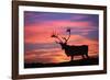 Reindeer Male at Sunset with Hard Antlers-null-Framed Photographic Print