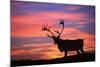 Reindeer Male at Sunset with Hard Antlers-null-Mounted Photographic Print