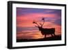Reindeer Male at Sunset with Hard Antlers-null-Framed Photographic Print