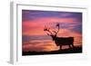 Reindeer Male at Sunset with Hard Antlers-null-Framed Photographic Print