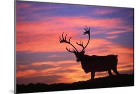 Reindeer Male at Sunset with Hard Antlers-null-Mounted Photographic Print