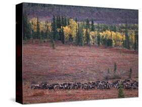 Reindeer Migration Across Tundra, Kobuk Valley National Park, Alaska, USA, North America-Staffan Widstrand-Stretched Canvas