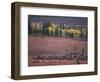 Reindeer Migration Across Tundra, Kobuk Valley National Park, Alaska, USA, North America-Staffan Widstrand-Framed Premium Photographic Print