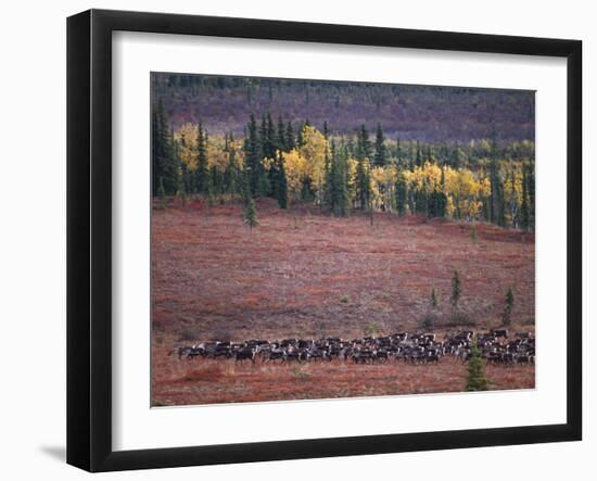 Reindeer Migration Across Tundra, Kobuk Valley National Park, Alaska, USA, North America-Staffan Widstrand-Framed Photographic Print