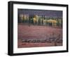 Reindeer Migration Across Tundra, Kobuk Valley National Park, Alaska, USA, North America-Staffan Widstrand-Framed Photographic Print