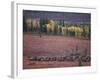 Reindeer Migration Across Tundra, Kobuk Valley National Park, Alaska, USA, North America-Staffan Widstrand-Framed Photographic Print