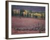 Reindeer Migration Across Tundra, Kobuk Valley National Park, Alaska, USA, North America-Staffan Widstrand-Framed Photographic Print