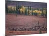 Reindeer Migration Across Tundra, Kobuk Valley National Park, Alaska, USA, North America-Staffan Widstrand-Mounted Photographic Print