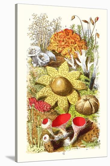 Reindeer Moss, Earth-Star, Scarlet Cup-Moss-James Sowerby-Stretched Canvas