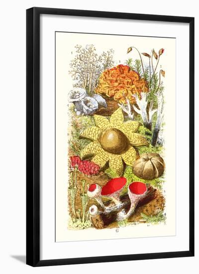 Reindeer Moss, Earth-Star, Scarlet Cup-Moss-James Sowerby-Framed Art Print