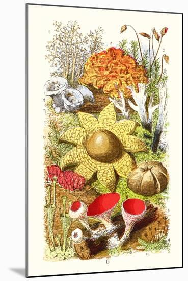 Reindeer Moss, Earth-Star, Scarlet Cup-Moss-James Sowerby-Mounted Art Print