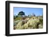 Reindeer moss lichen growing on heathland, Dorset, UK-Nick Upton-Framed Photographic Print