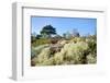 Reindeer moss lichen growing on heathland, Dorset, UK-Nick Upton-Framed Photographic Print