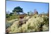 Reindeer moss lichen growing on heathland, Dorset, UK-Nick Upton-Mounted Photographic Print