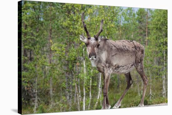 Reindeer on the Road. Northern Finland-perszing1982-Stretched Canvas