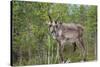 Reindeer on the Road. Northern Finland-perszing1982-Stretched Canvas
