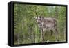 Reindeer on the Road. Northern Finland-perszing1982-Framed Stretched Canvas